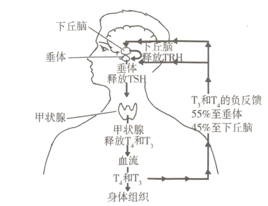 甲状腺：身体的“恒温器”如何工作？