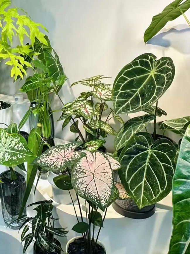 在深圳电商转绿植店员工的女生