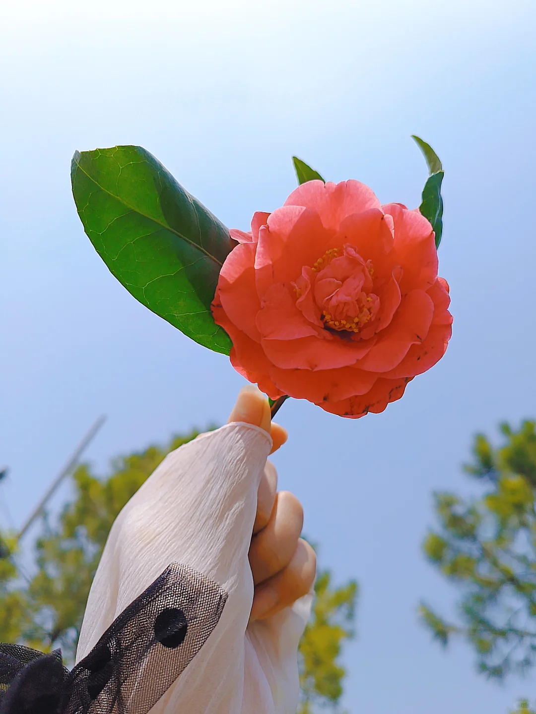 把春天的花保存下来