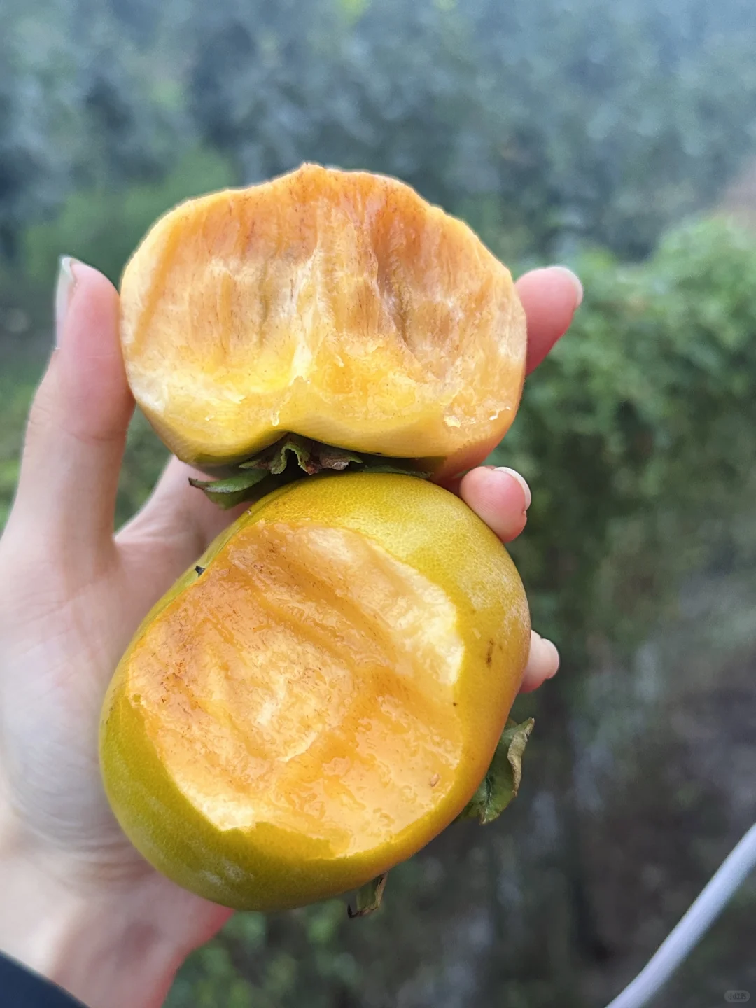 温柔的和大家说一声，金奖脆柿限量200箱下市