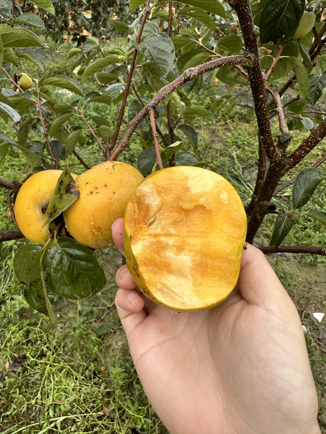 😭和大家说抱歉，金奖太秋甜柿还有3天下架了