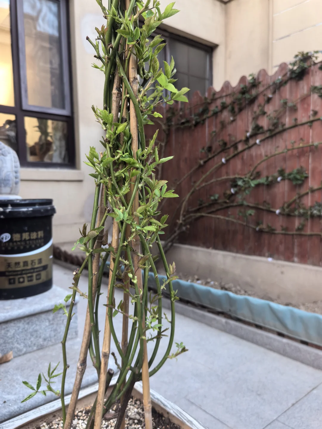 对某狼家祛魅了，100块的大苗两根主枝