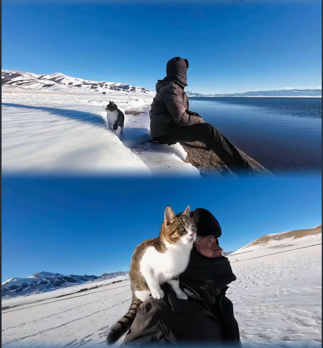 我的赛博小猫去喵星了