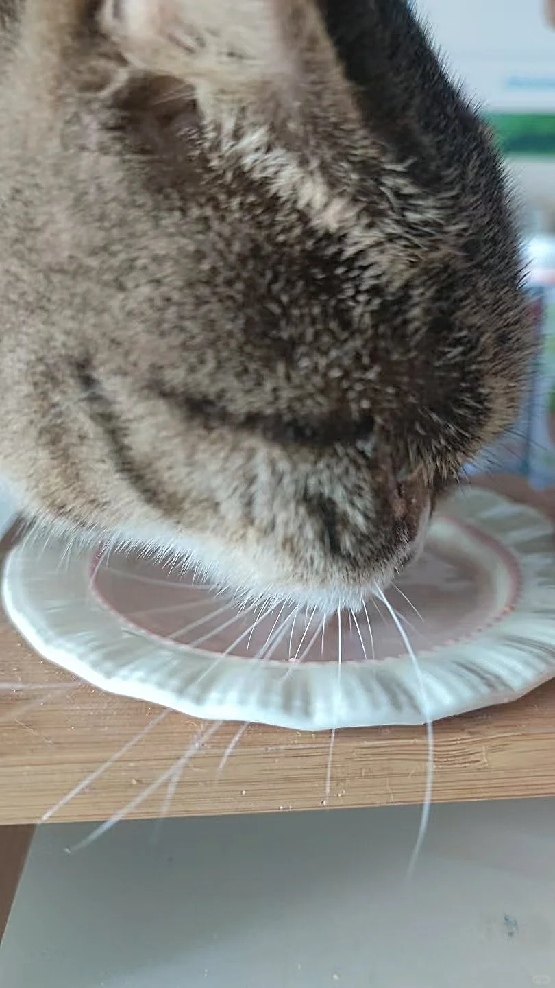 喵彩·羊奶汤罐 | 猫咪的“补水盛宴”