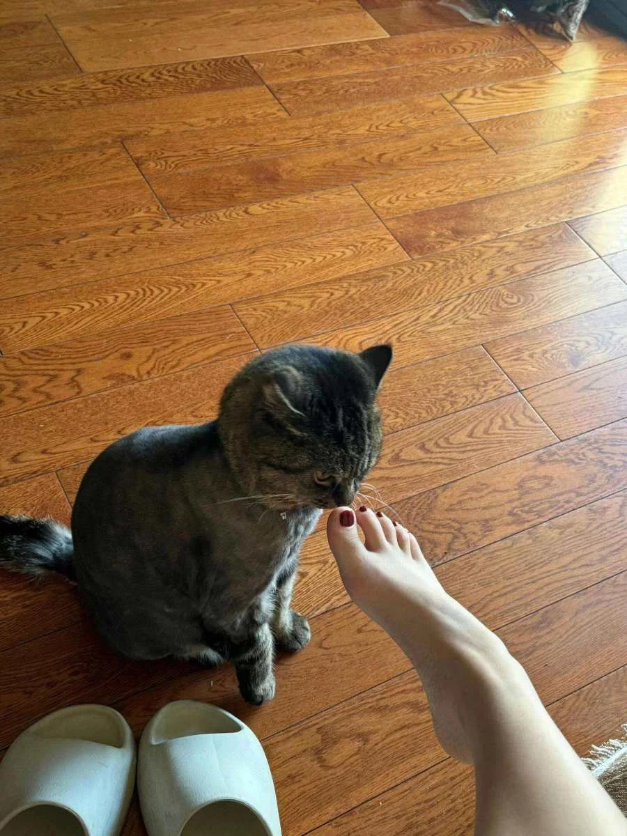 猫：你礼貌么？