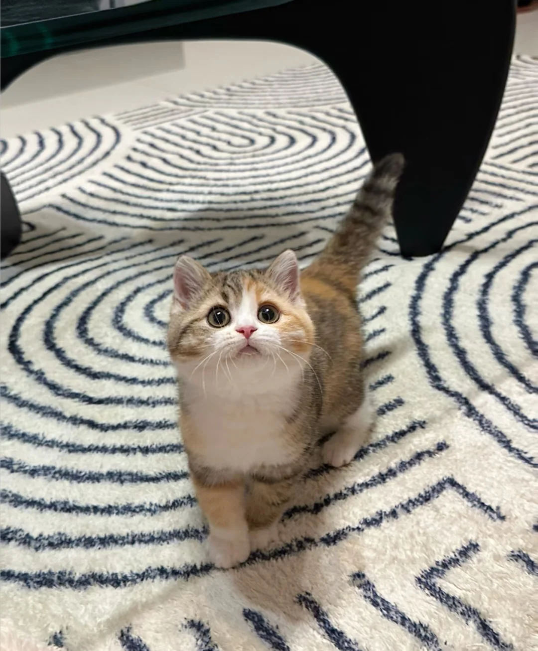 方圆脸也可以算小美吗？