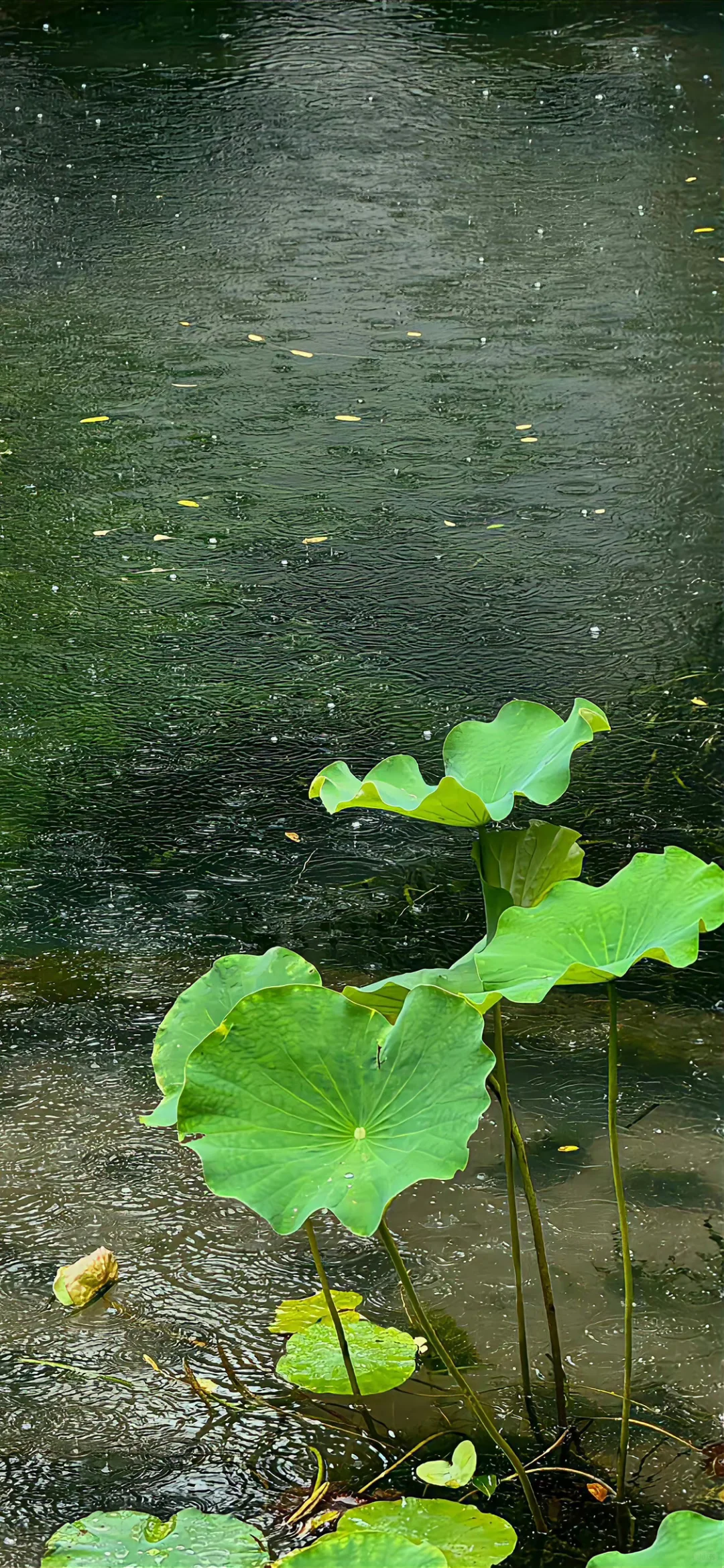 绿色治愈系｜壁纸分享?wallpaper