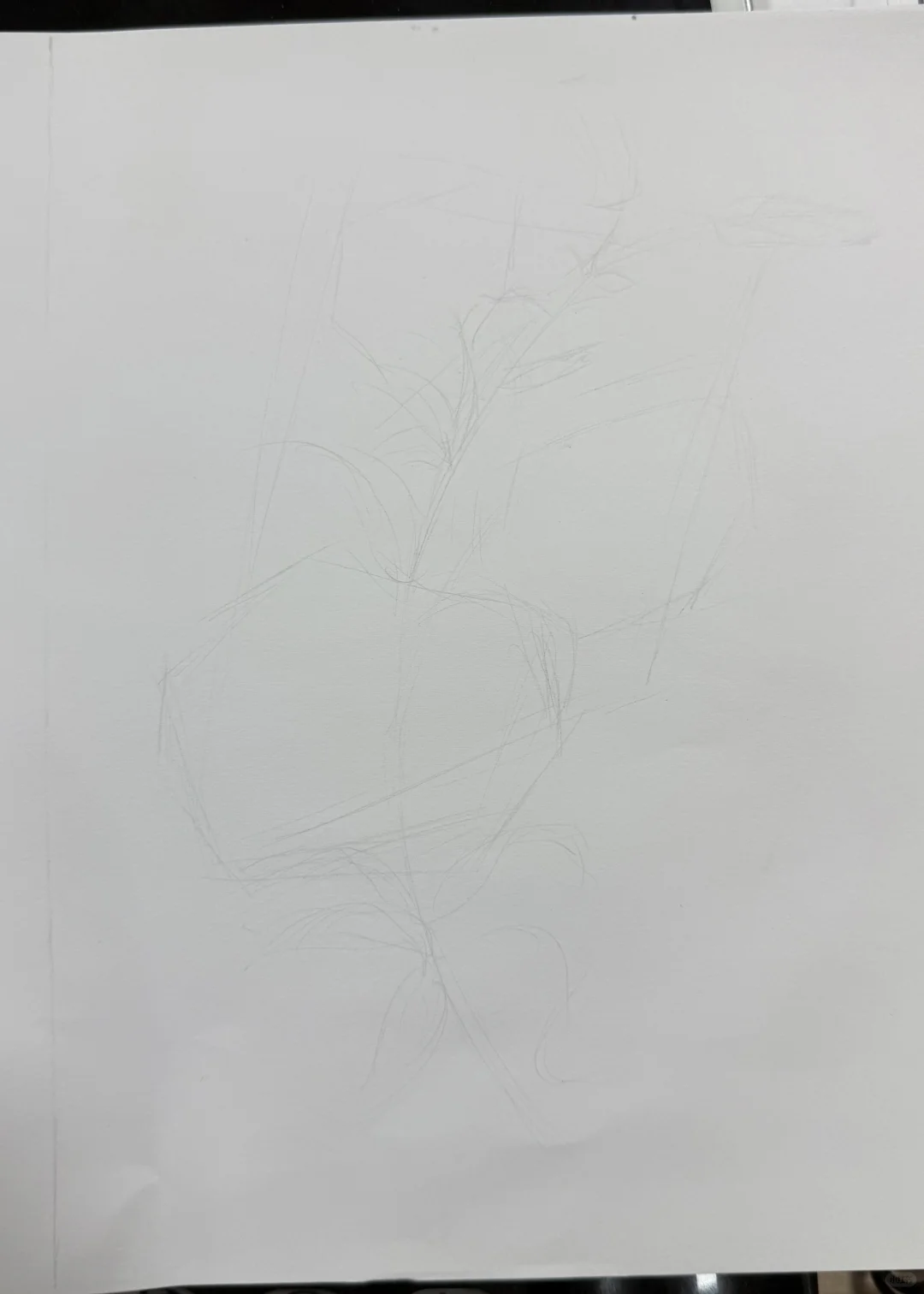 4/100植物篇 | 花卉线描 控笔练习