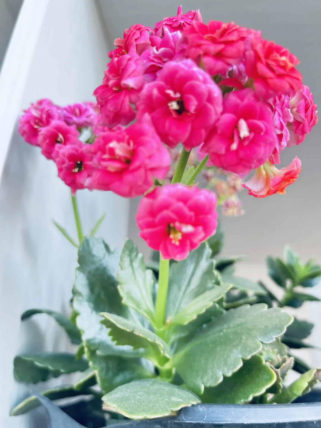 72年|53岁 请表扬一下我吧🌹🌻
