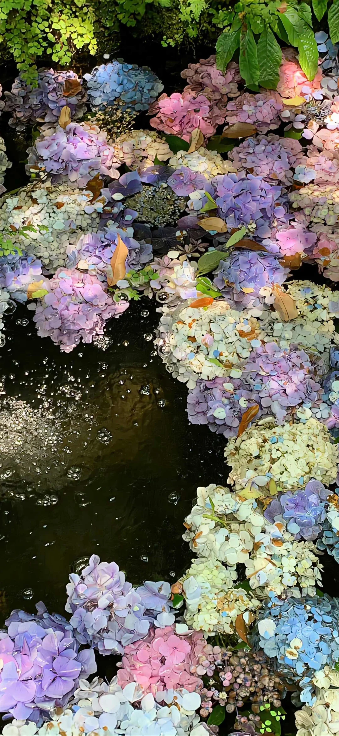 壁纸|高清壁纸 ෆ