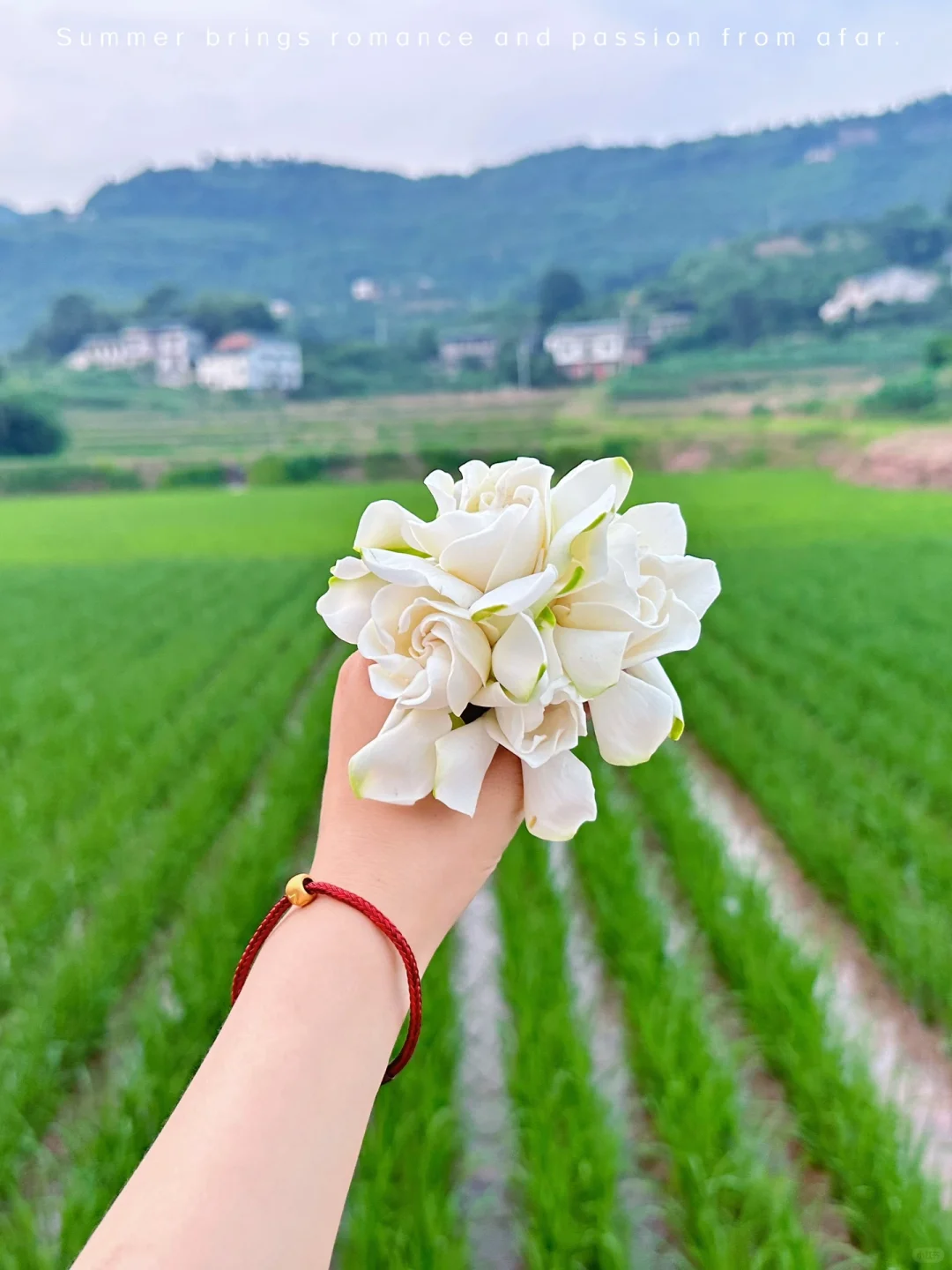 栀子花的季节