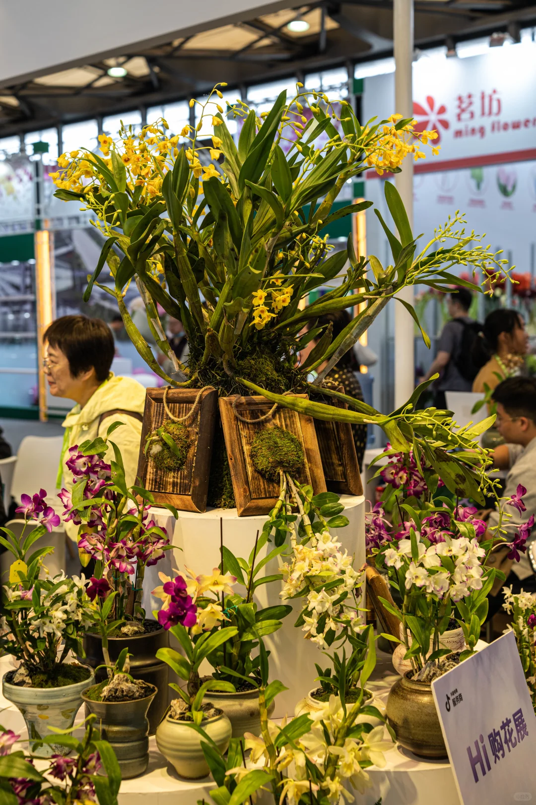 跟着镜头逛花博会