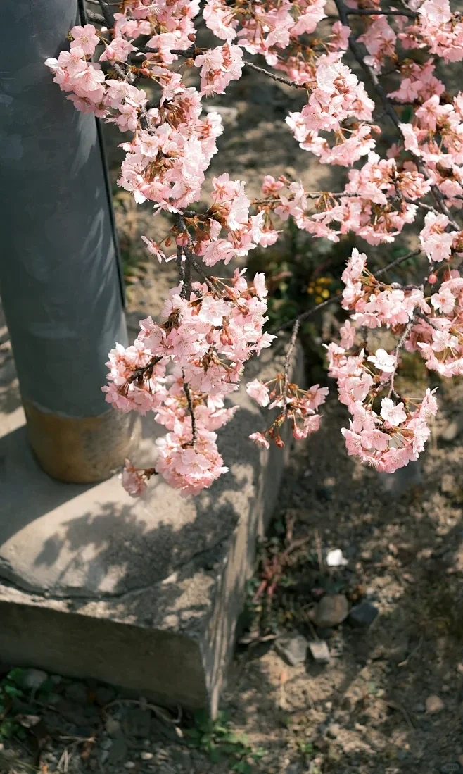 很难不爱的春天🌿🌸
