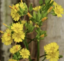 黄瓜菜