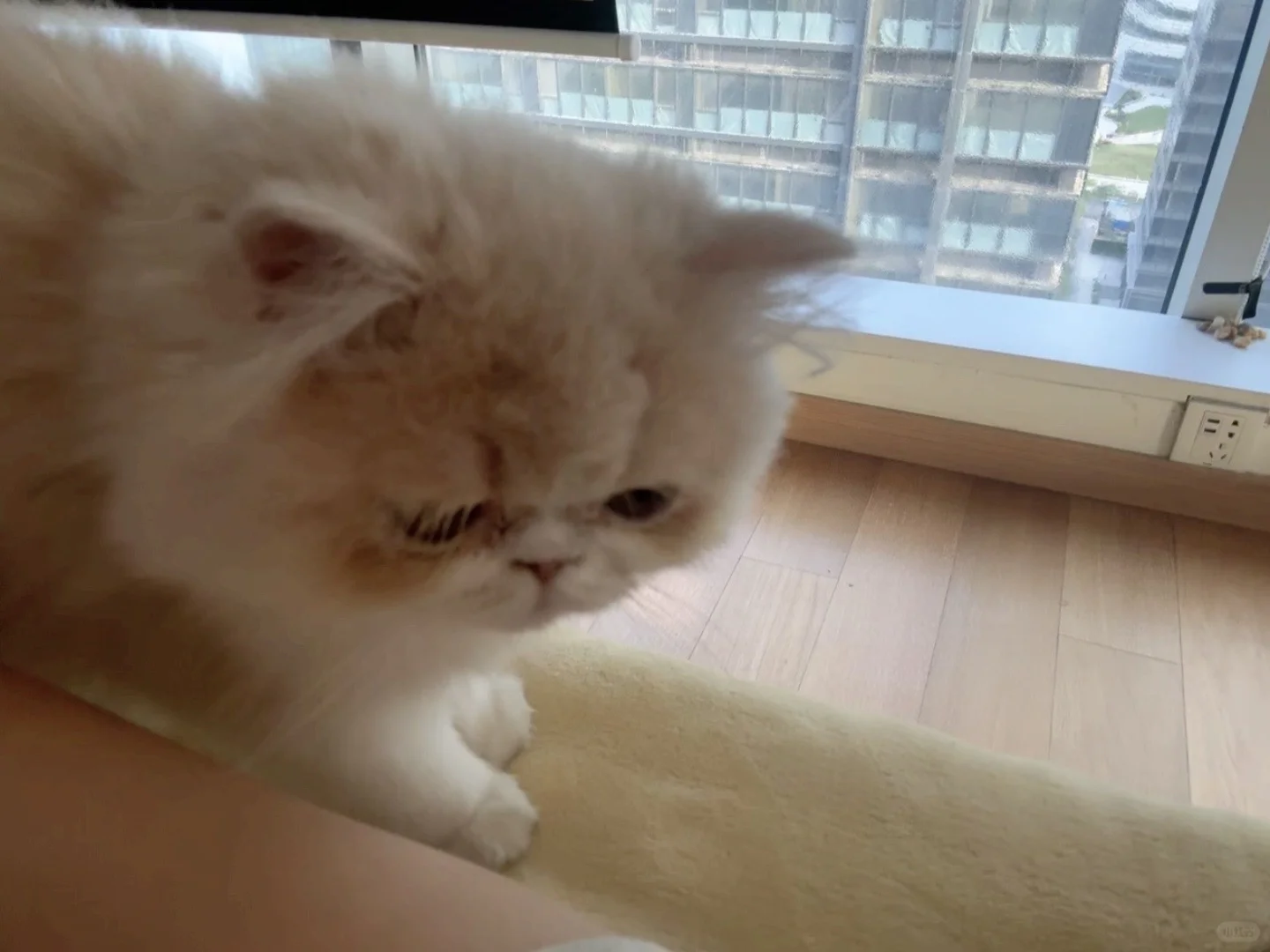 猫猫不要抵抗我！
