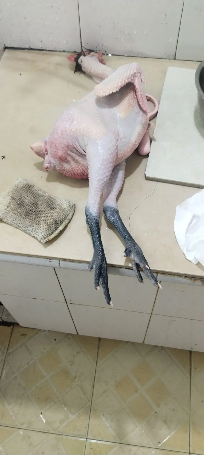 果体、黑丝、大长腿