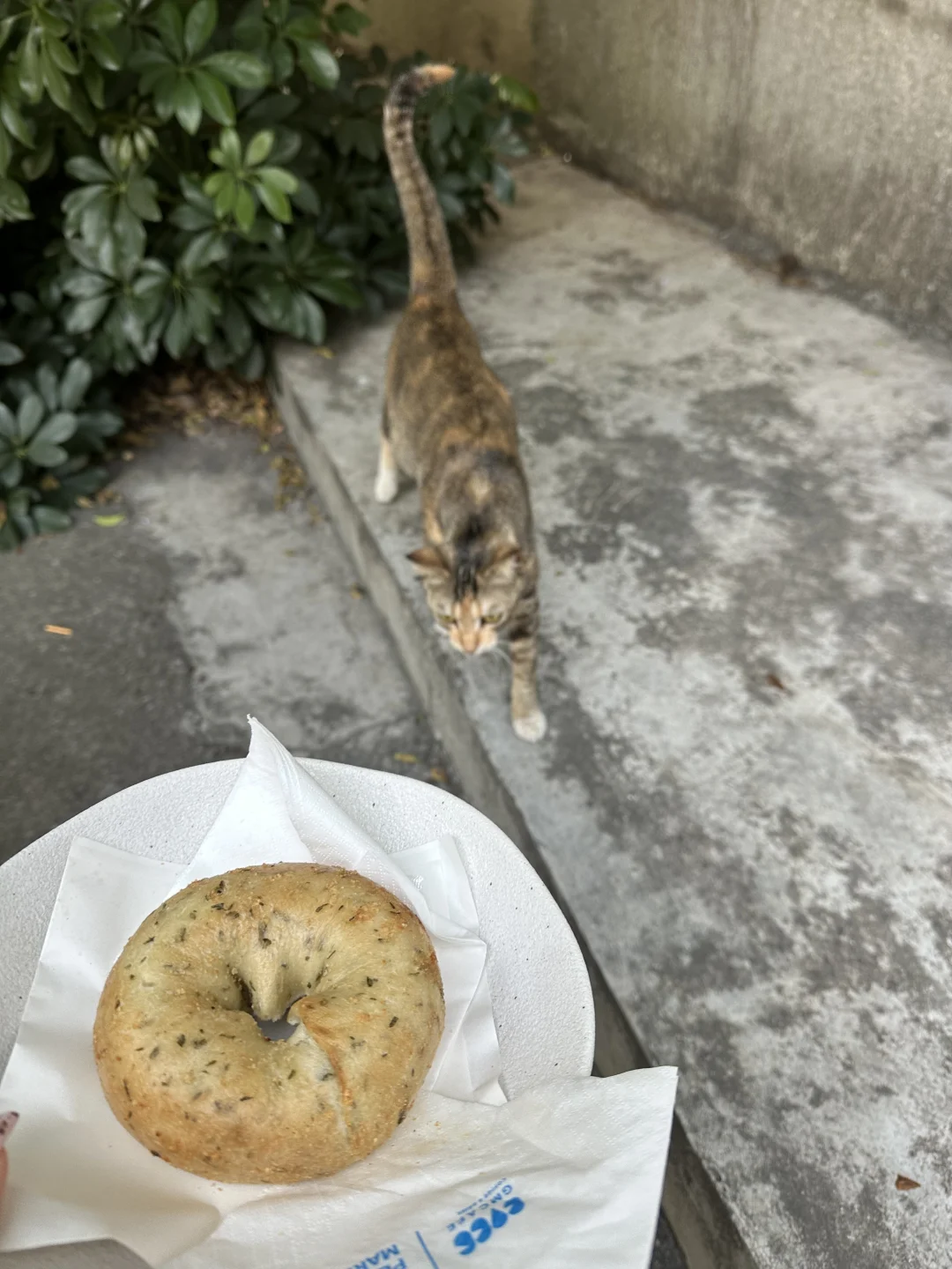 🥯🐈