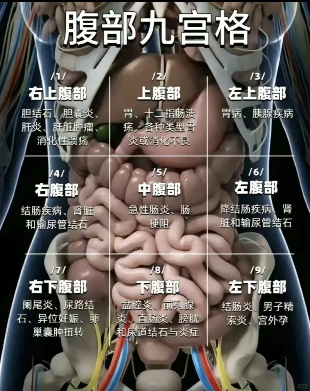 直观了解腹部构造