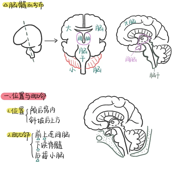 只有医学生才知道他的伟大
