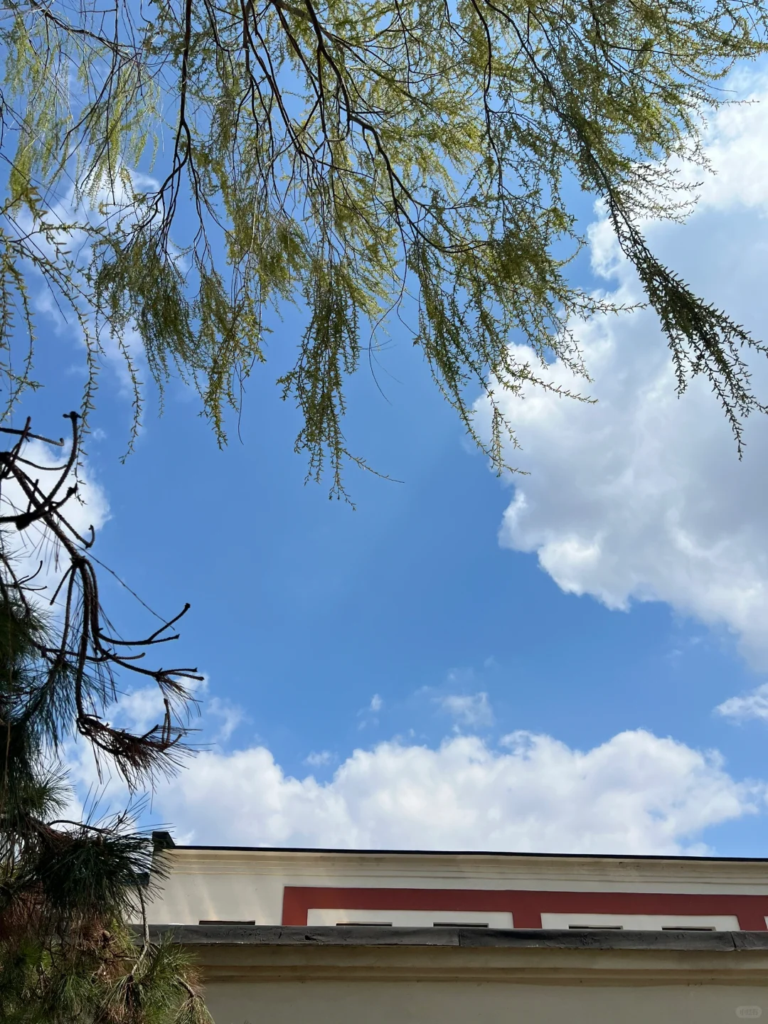 森中有林顺利