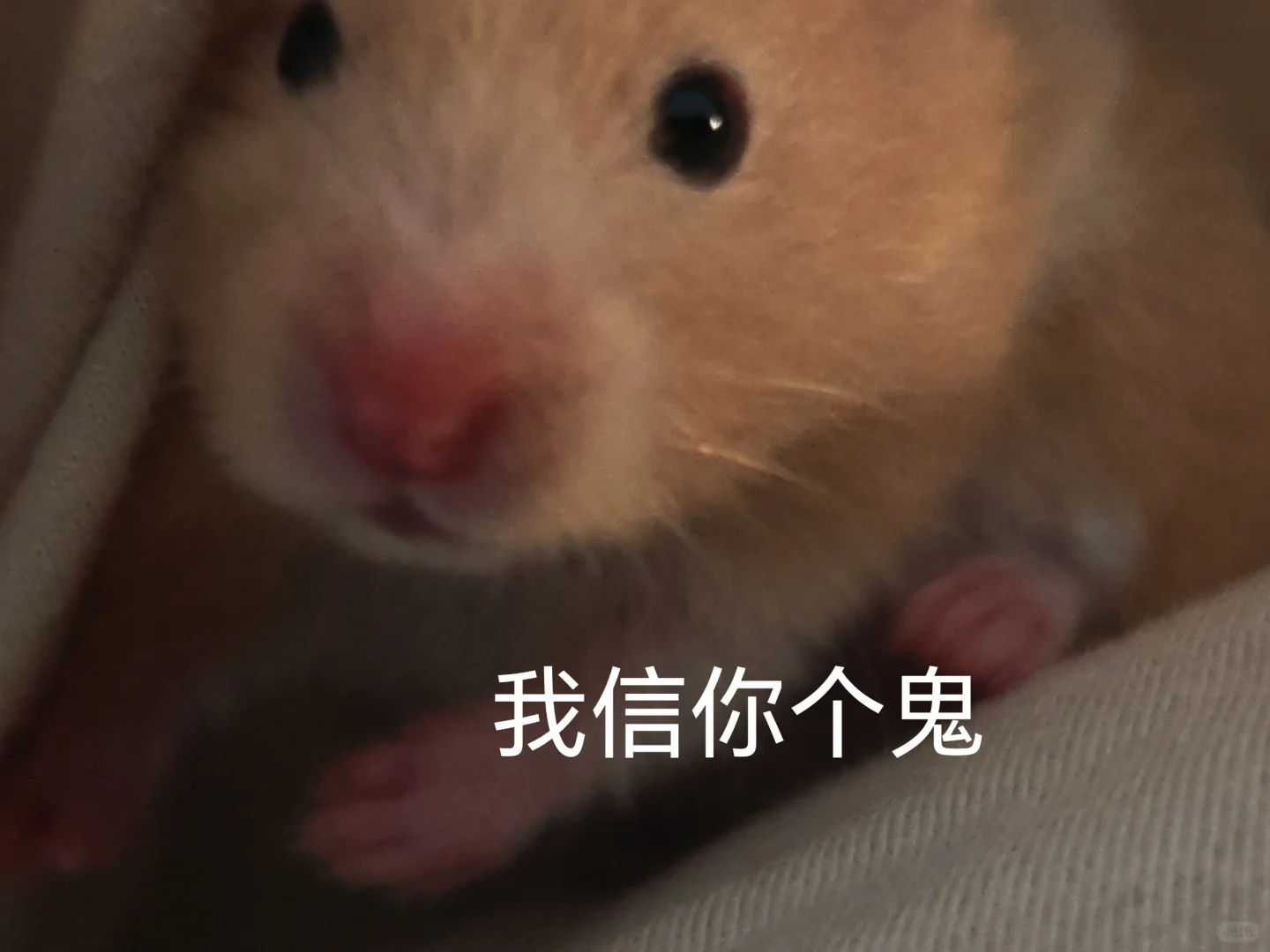 金丝熊表情包