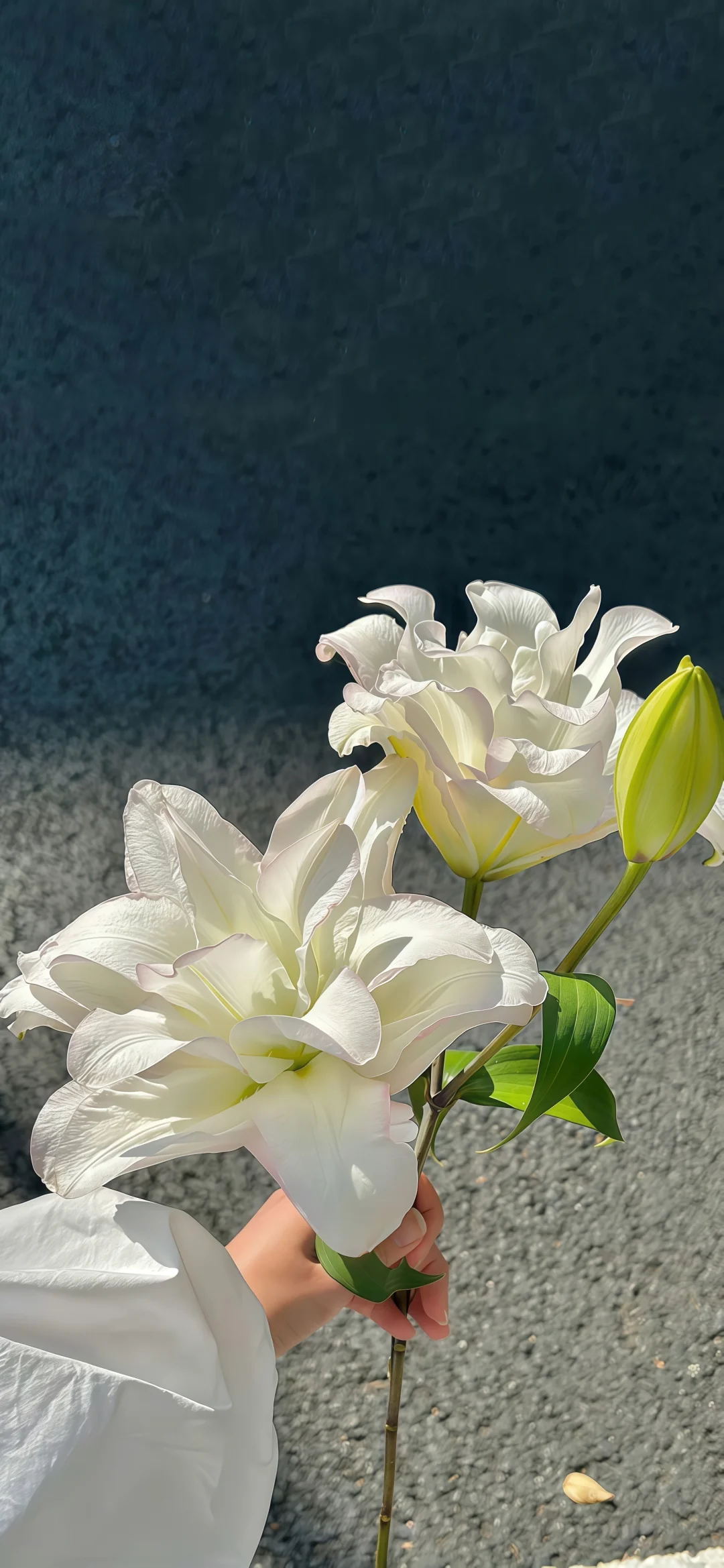 🩷𝐒𝐇𝐀𝐑𝐄 ⸝⸝｜高清鲜花氛围感壁纸