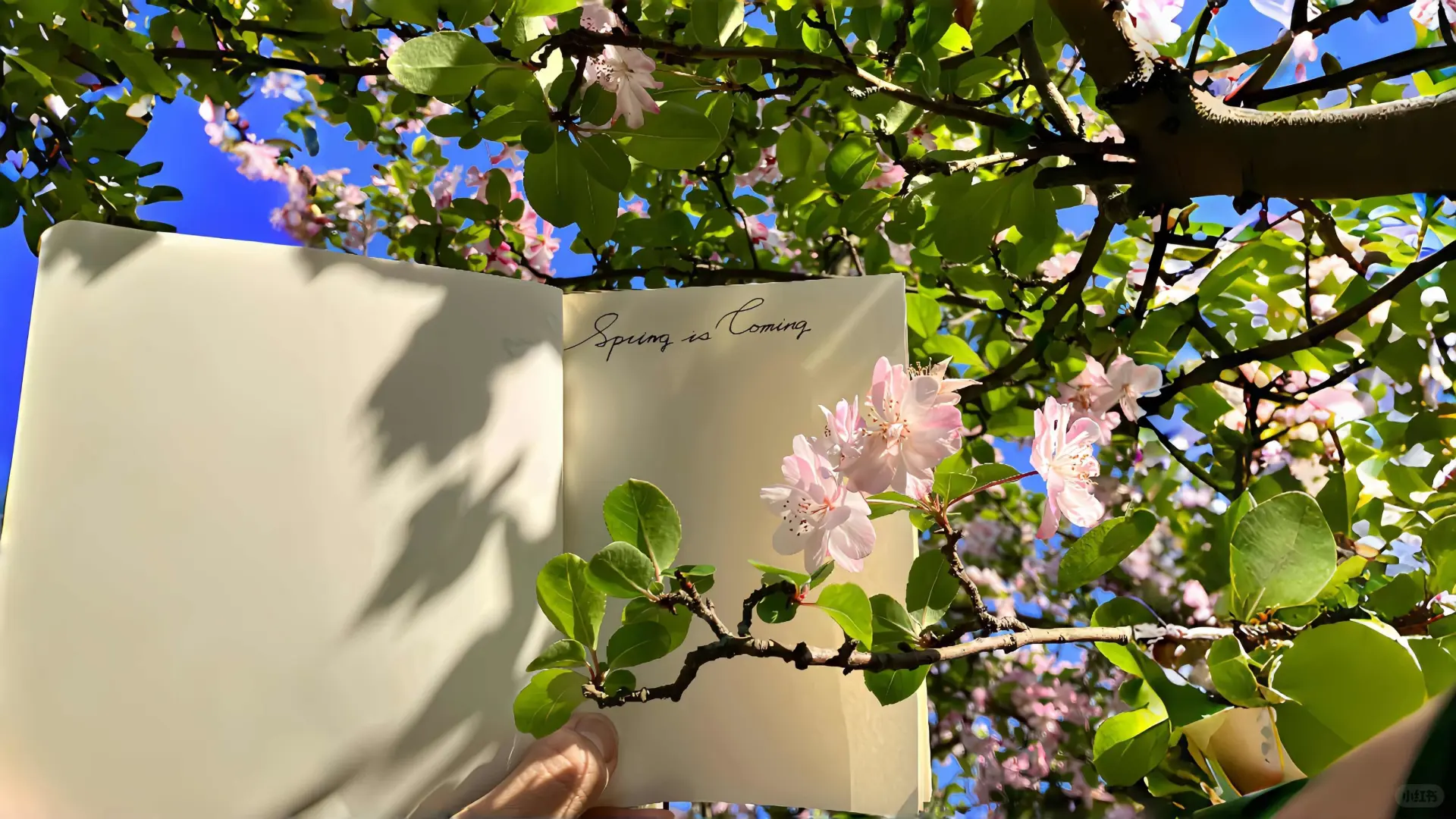 𝙎𝙝𝙖𝙧𝙚｜春日绿色护眼iPad壁纸