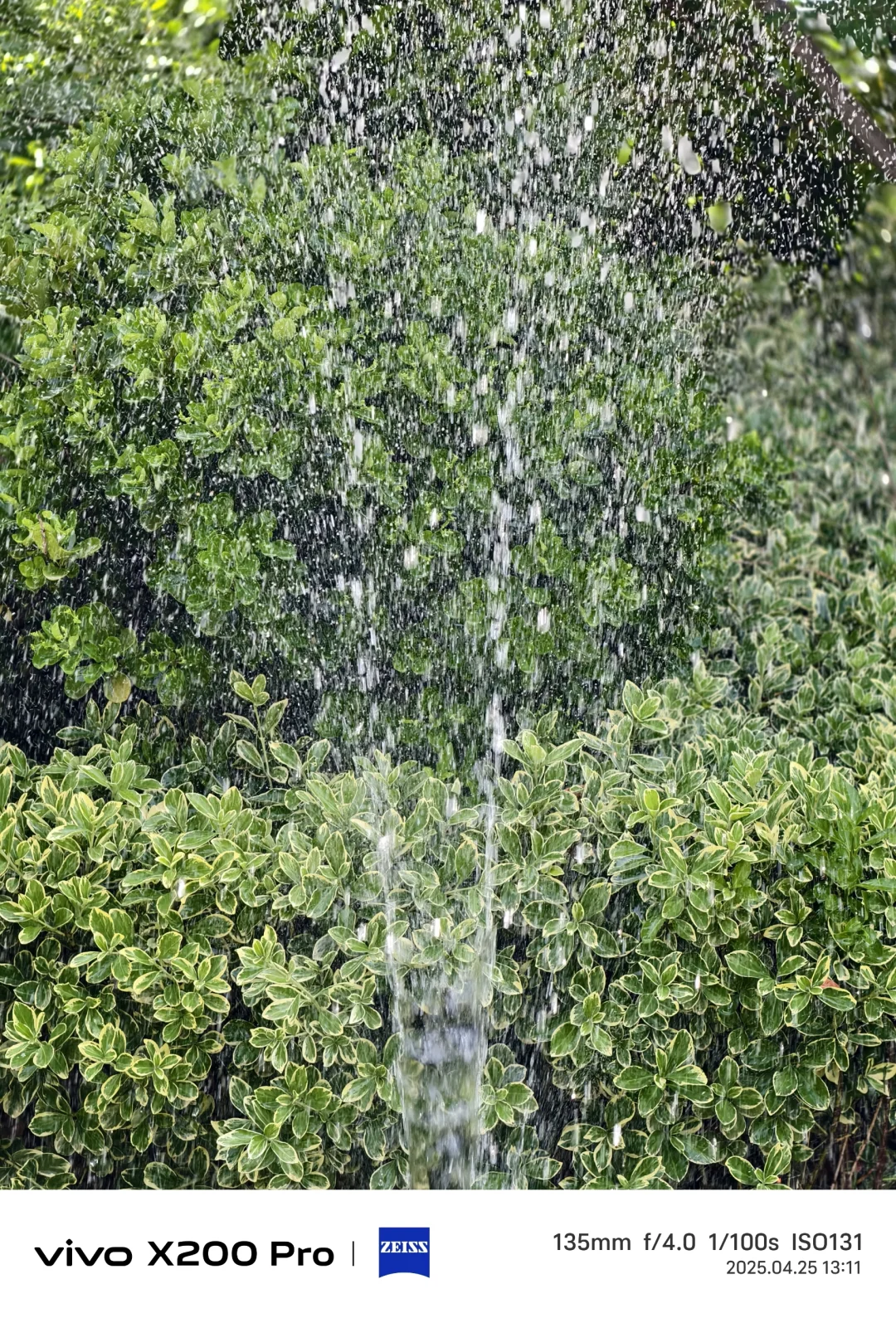 交换Vivo手机拍摄美照🌸