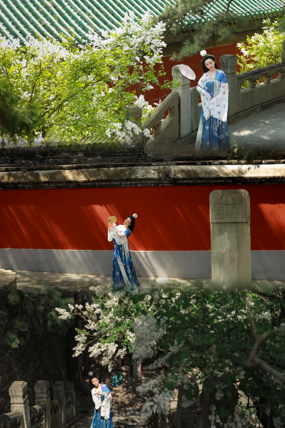 京城花事‖春日戒台寺 四月丁香开