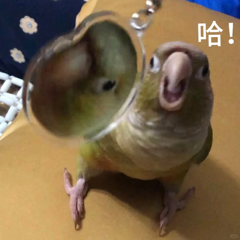一些小鸡表情包♪( ´▽｀)