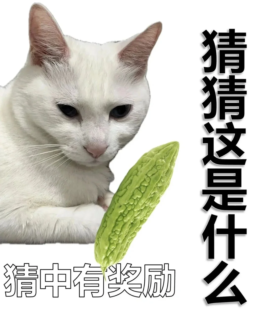 套路表情包，用了都说好