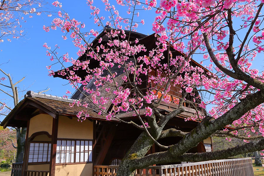 京都站旁の樱花㊙️境 繁华闹市中隐藏一丝宁静