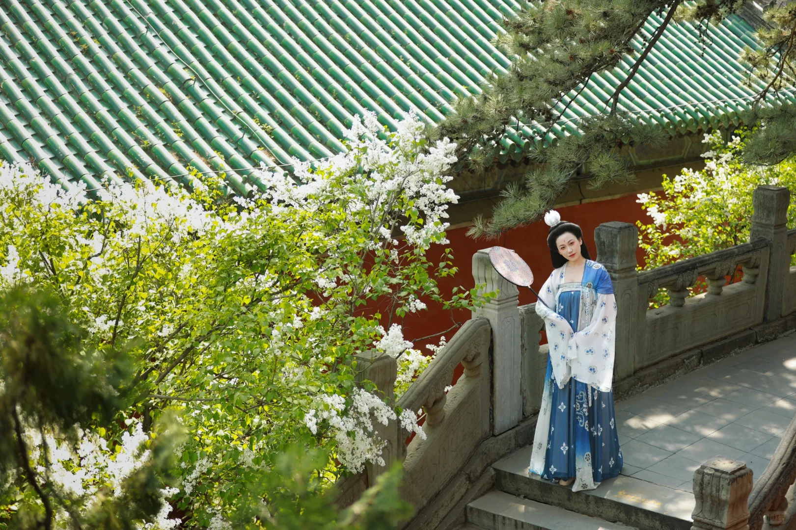 京城花事‖春日戒台寺 四月丁香开