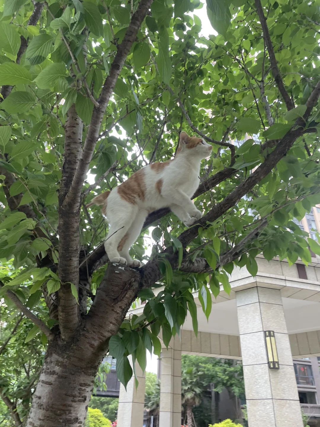 树上拥有S曲线的猫女士，正在拍超模照呢