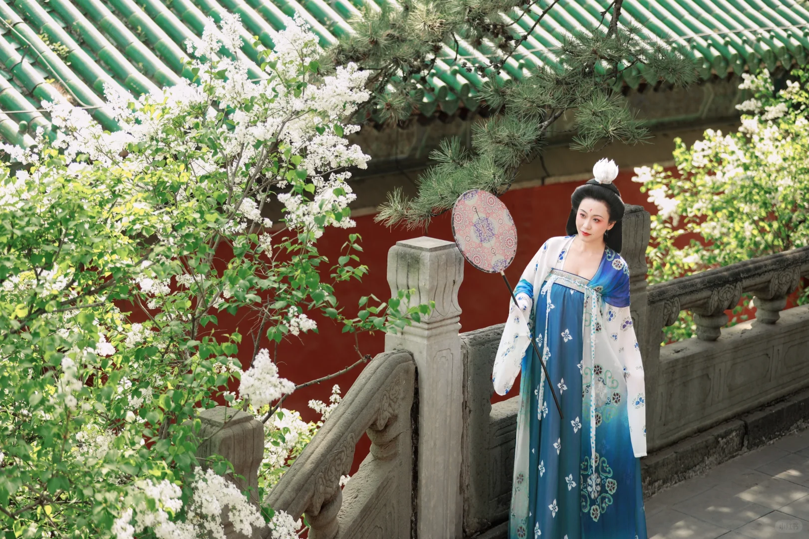 京城花事‖春日戒台寺 四月丁香开
