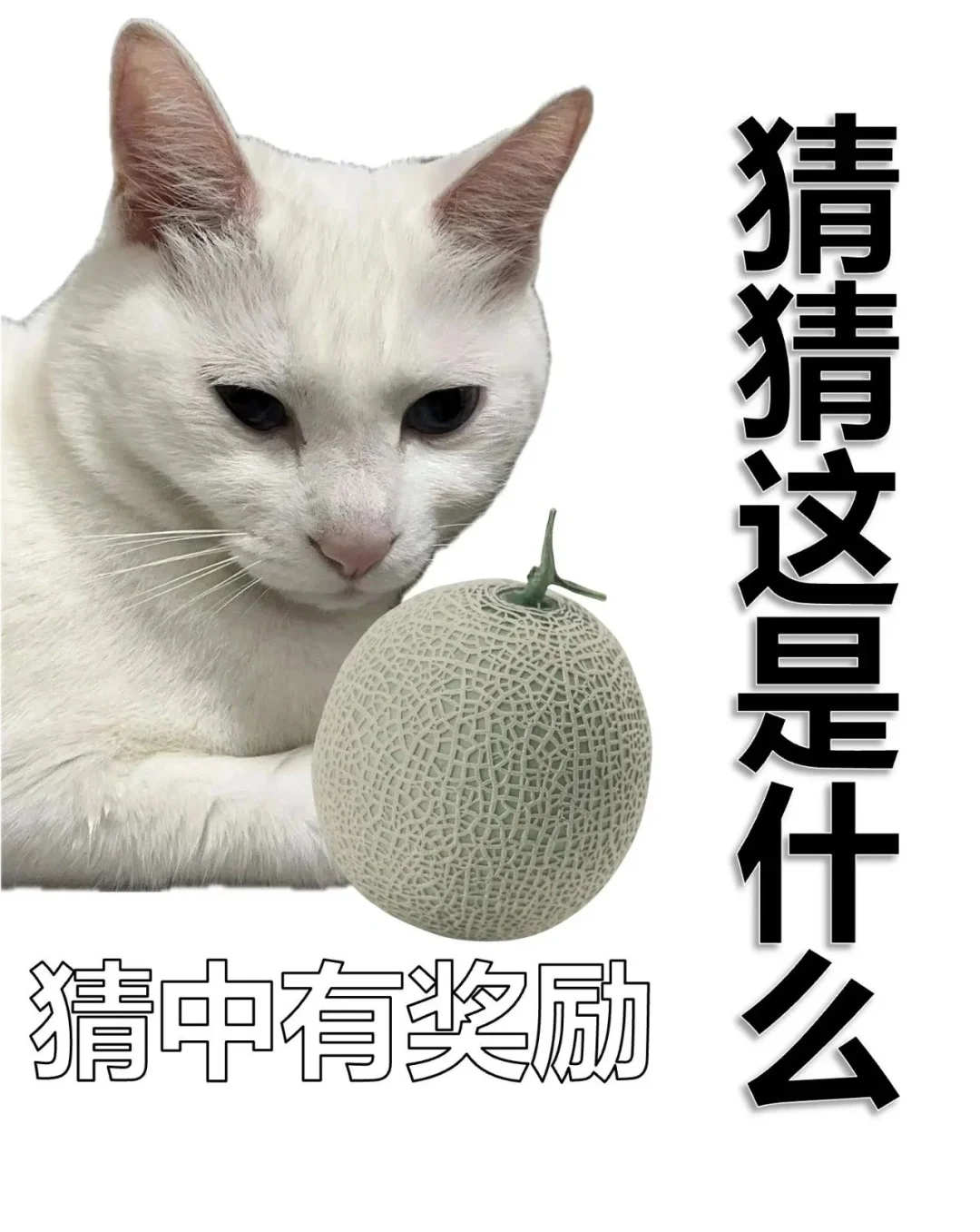 套路表情包，用了都说好