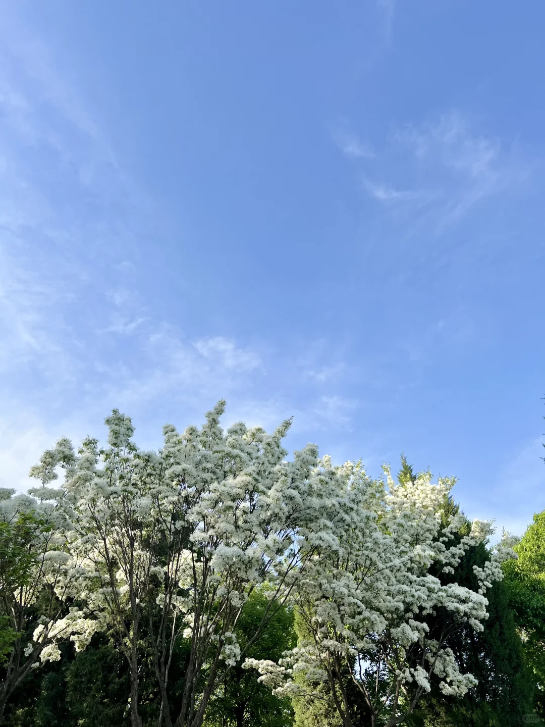被流苏治愈的初夏午后 是风动 是心动