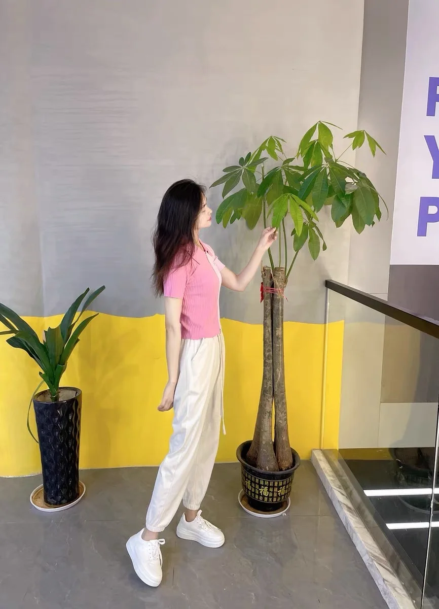💫必备款！高级感小白鞋💫