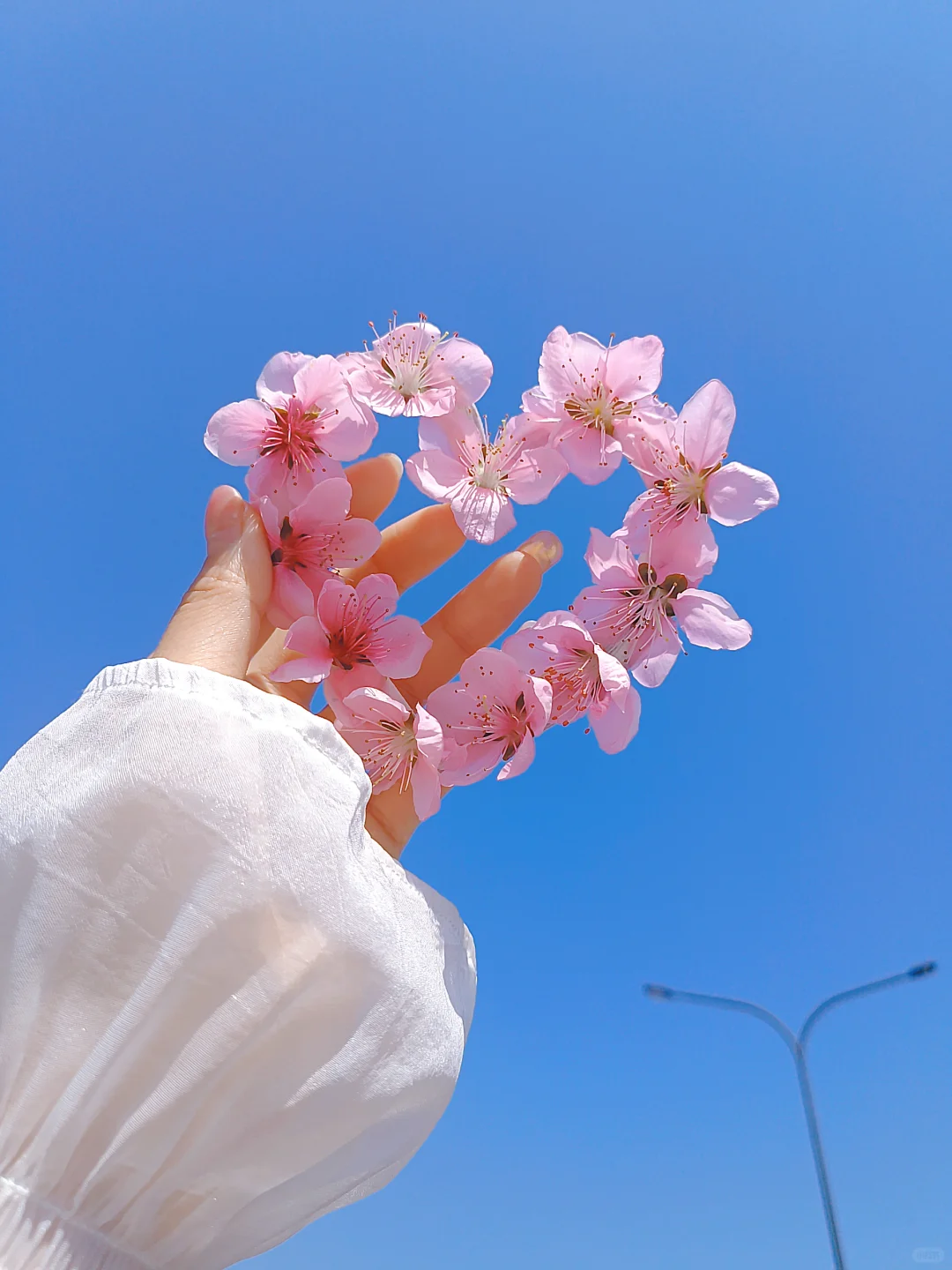 我手心里的花花