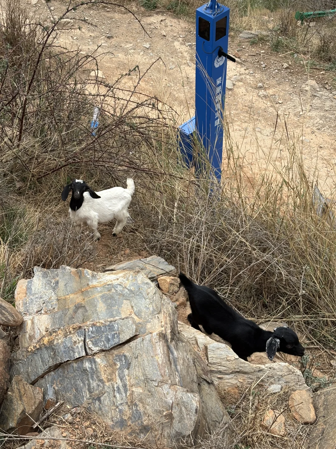 蜜月之徒步虎跳峡｜给100只小羊拍写真🐑