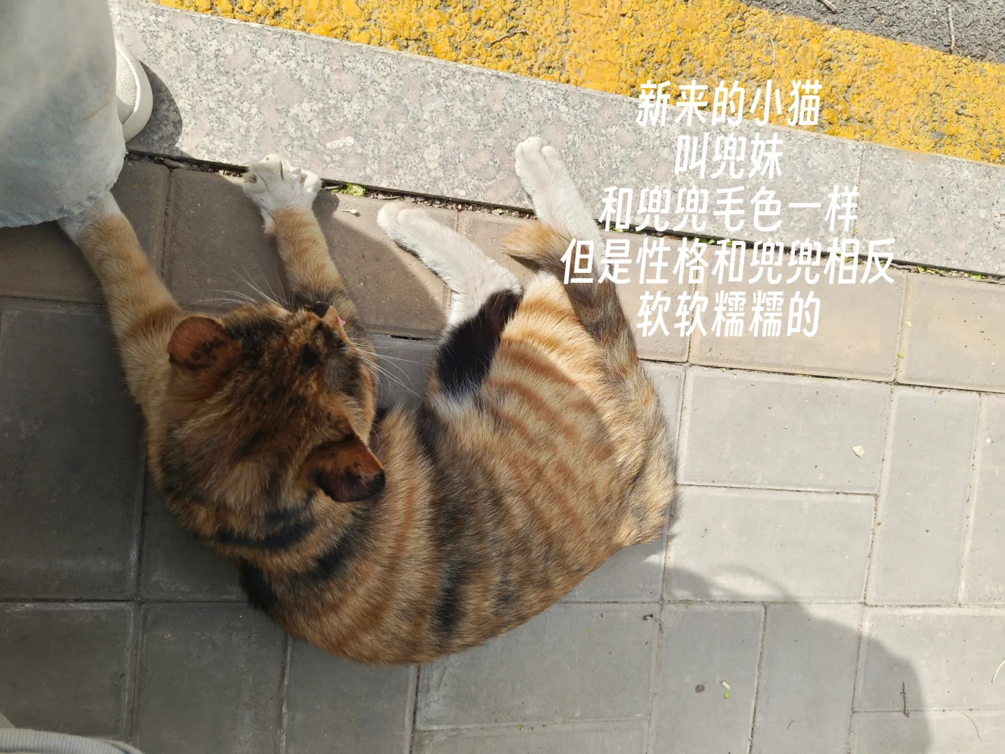 毕业前疯狂记录校园生活｜第十周啦
