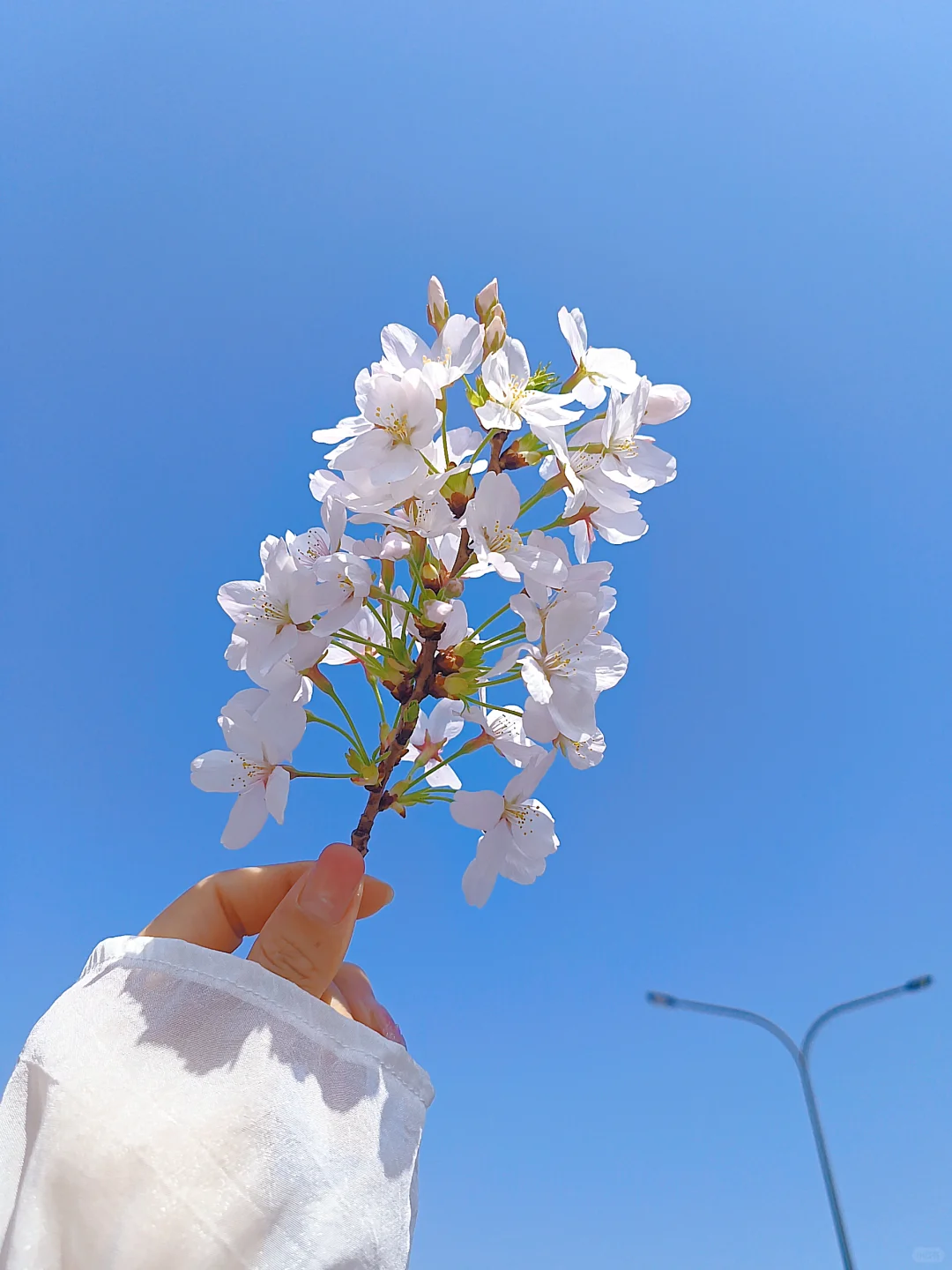 我手心里的花花🌸