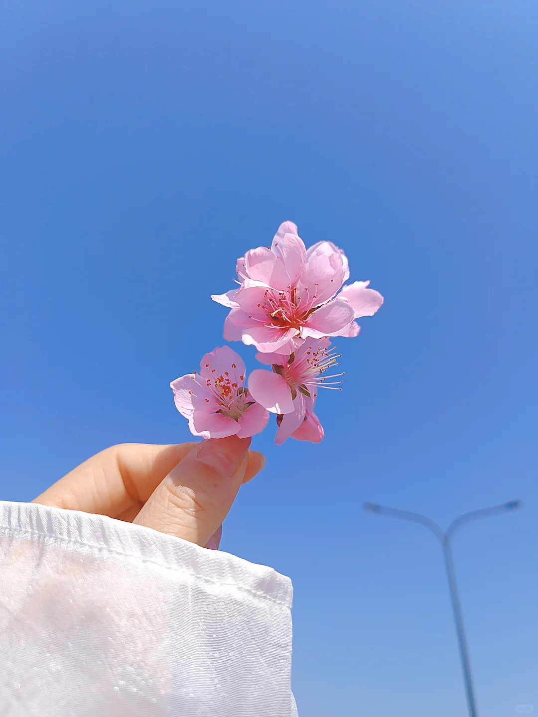 我手心里的花花