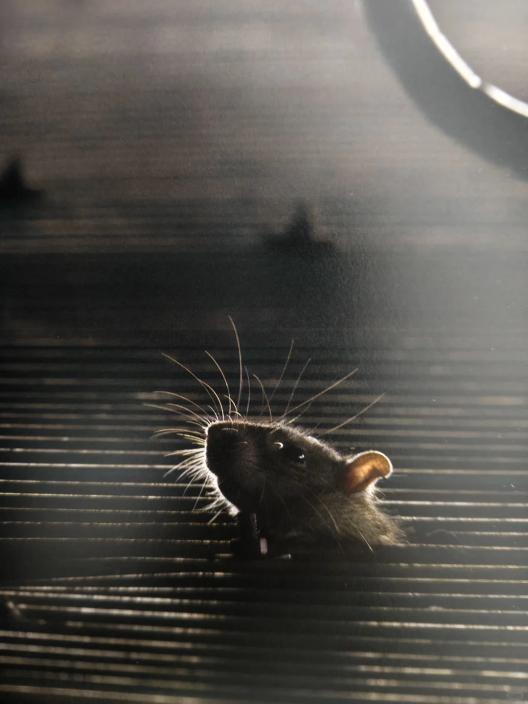 鼠鼠爱好者必看！野鼠写真集