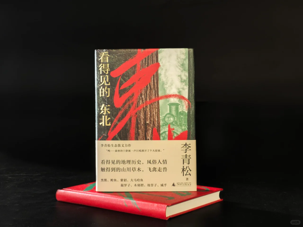 ✨超萌预警！🐿️松鼠：森林里的精灵🌲