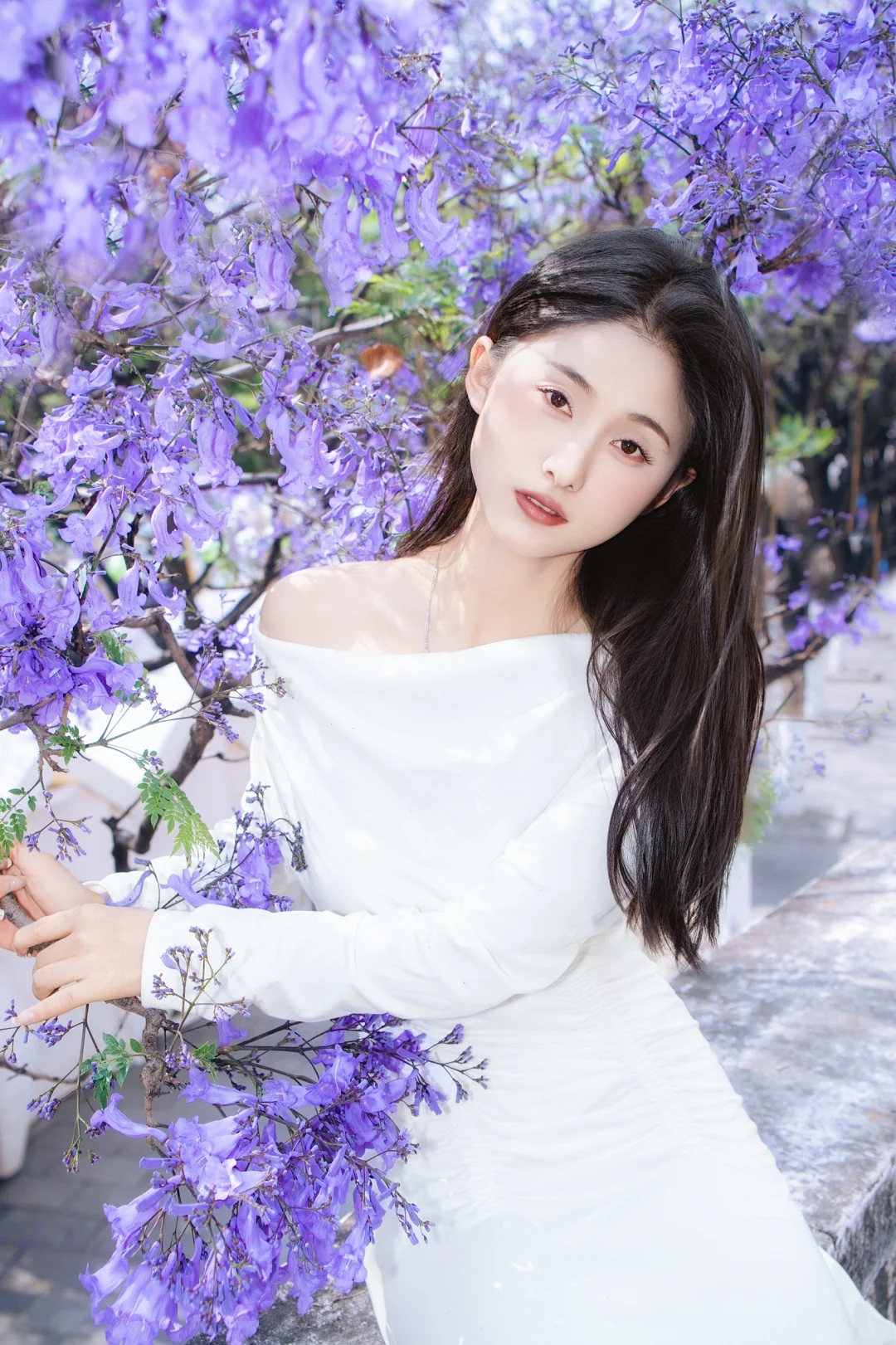2025昆明蓝花楹美照新鲜出炉！