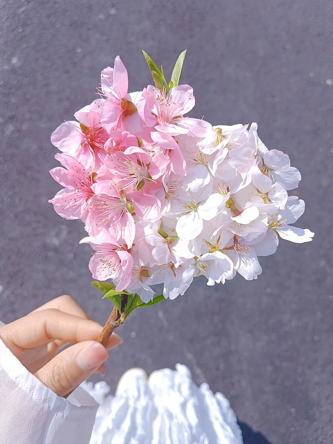 我手心里的花花