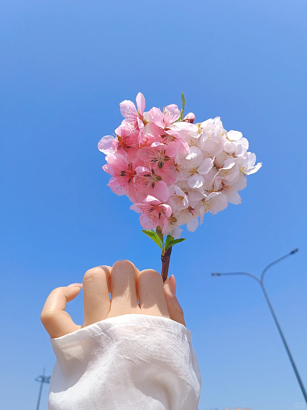 我手心里的花花