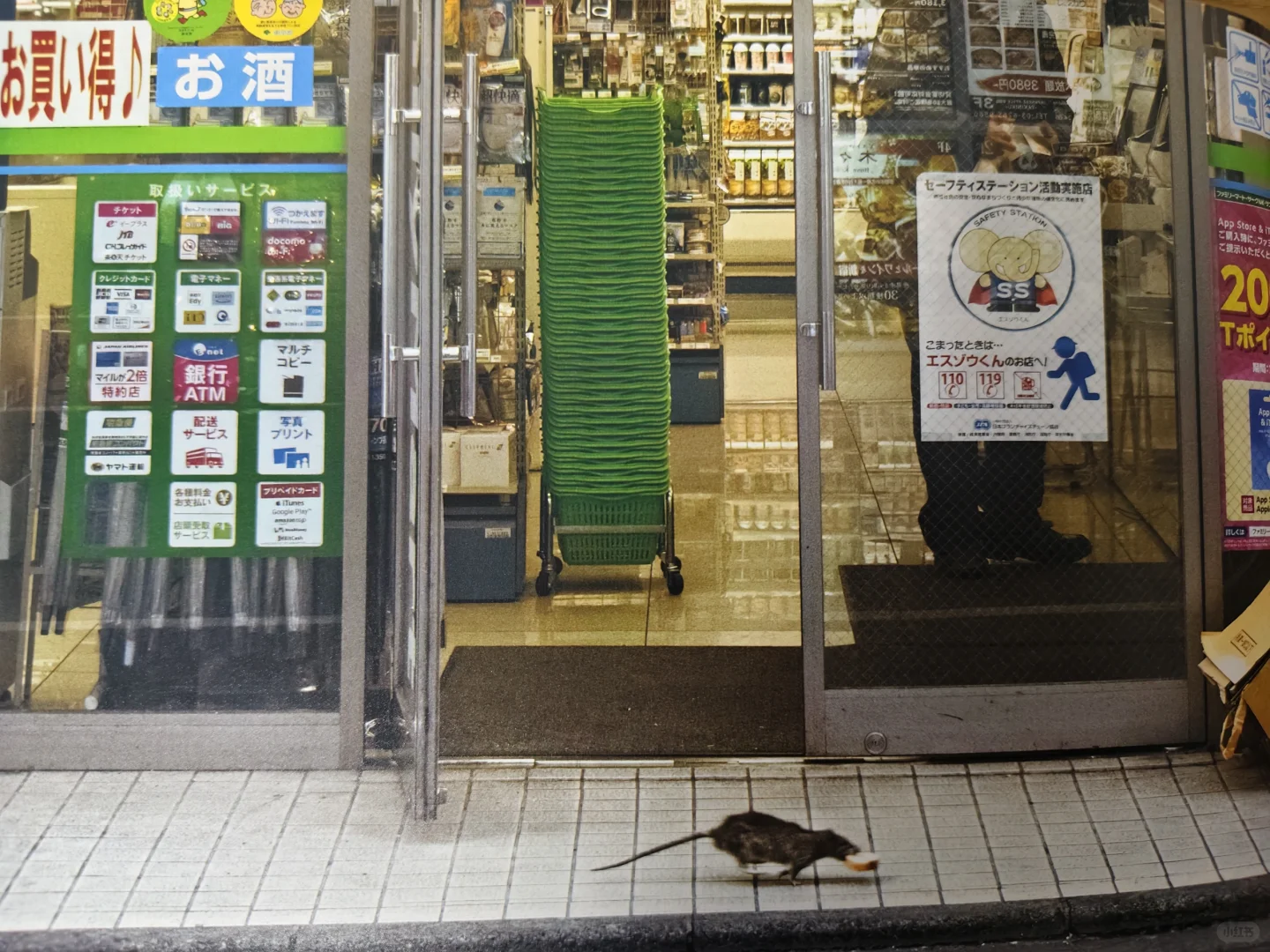 鼠鼠爱好者必看！野鼠写真集