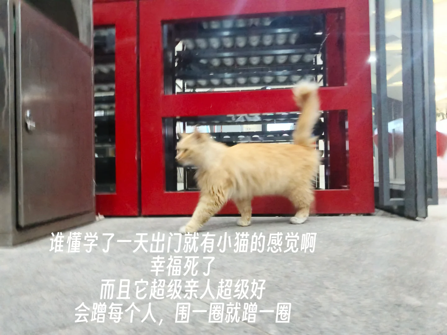 毕业前疯狂记录校园生活｜第十周啦